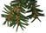 Gymnosperm Database (conifers)